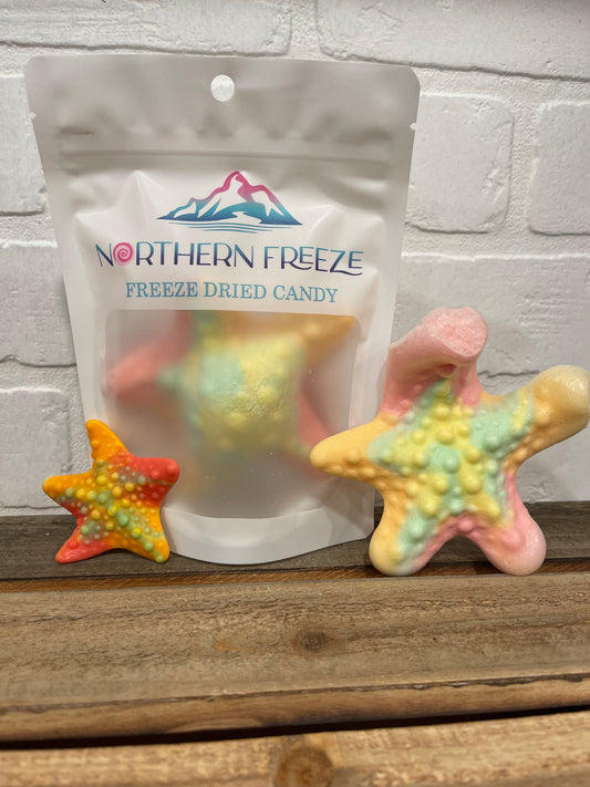 Freeze Dried Tropical Starfish